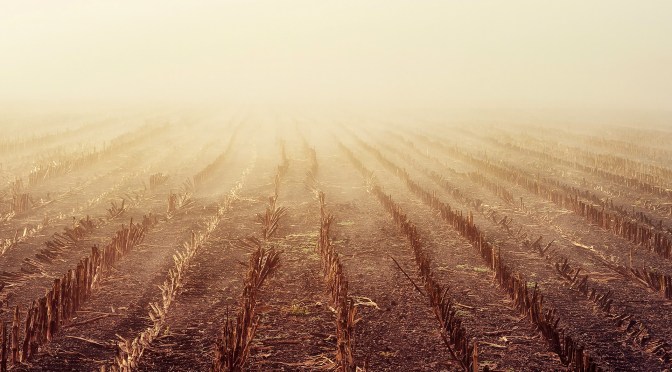 Survival Seeking Hope: Ruth 2