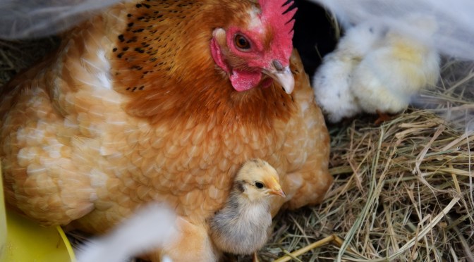 ￼Protected under Jesus’ wings