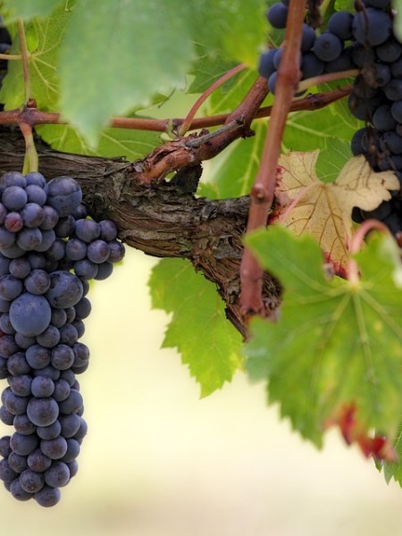 In Celebration of the Harvest – A Communion Liturgy for Harvest